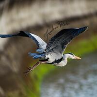 wildlife-fotografi