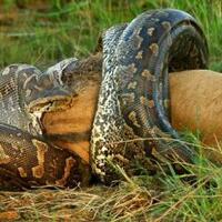 ular-memangsa-kijang-besarno-hoaxpic