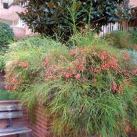 semuanya-tentang-taman-kolam