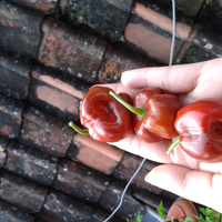 ayo-bertanam-cabe---hot--eksotis