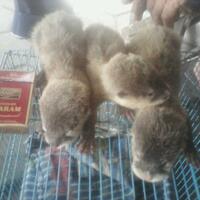 jual-baby-linsang-murmer-semarang