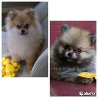 pomeranian-lovers---part-2