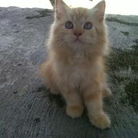 cat-lovers-kaskus-read-page-1-first---part-2