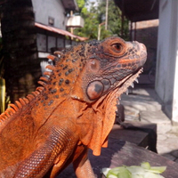 iguana-lovers