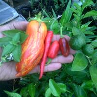 ayo-bertanam-cabe---hot--eksotis