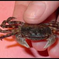 hewan--yg-tersiksa-oleh-kita-saat-dibeli-pas-sd-real