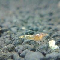 all-about-shrimp-red-cherry-red-bee-black-bee-neocaridina-caridina-dll