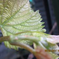 sharengomongin-apapun-ttg-tanaman-pohon-anggur-yuk