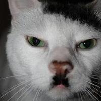 awww-so-cute-daisy-kucing-terlucu-sejagad