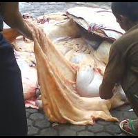 sadis-gan-dibantai---dibakar---ditusuk---lalu-dimakan