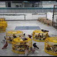 hewan--yg-tersiksa-oleh-kita-saat-dibeli-pas-sd-real