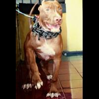 the-american-pitbull-lover039s---part-4