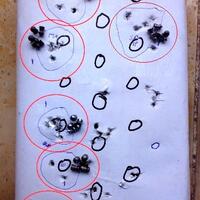 komunitas-kosakus---komunitas-senapan-dan-pistol-angin-kaskus