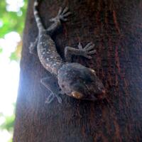 toke-aja-tau-cara-berterimakasih--pic