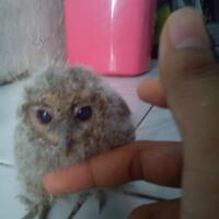 thread-khusus-burung-hantu-owl-kaskus---part-4