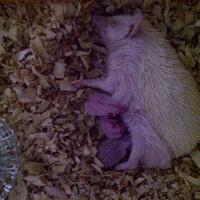 hedgehog-lover-come-in----2nd------part-4