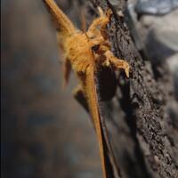 pentax-village---part-3--the-legend-still-continues