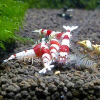 all-about-shrimp-red-cherry-red-bee-black-bee-neocaridina-caridina-dll