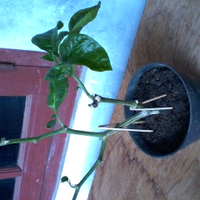 ayo-bertanam-cabe---hot--eksotis