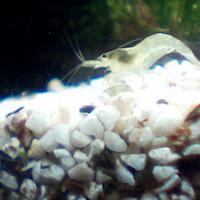 all-about-shrimp-red-cherry-red-bee-black-bee-neocaridina-caridina-dll