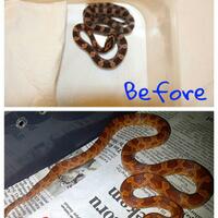 colubrid-lovers-silakan-masuk