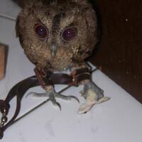 thread-khusus-burung-hantu-owl-kaskus---part-4