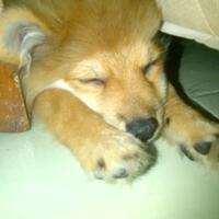 pomeranian-lovers---part-2