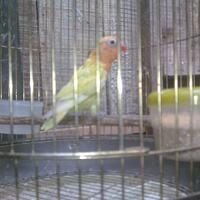 lounge-tempat-chit-chat-burung-burung