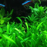 aquascape-for-everybody-learning-and-sharing