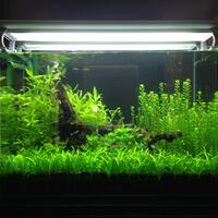 aquascape-for-everybody-learning-and-sharing