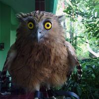 thread-khusus-burung-hantu-owl-kaskus---part-4