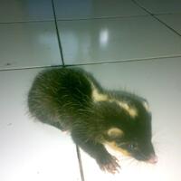 musang-biul-javan-ferret-jinak