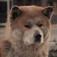 terciptanya-anjing-dan-asal-usul-mengapa-anjing-jadi-najis-nosara