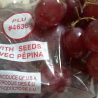 sharengomongin-apapun-ttg-tanaman-pohon-anggur-yuk