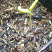 sharengomongin-apapun-ttg-tanaman-pohon-anggur-yuk