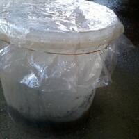 sharengomongin-apapun-ttg-tanaman-pohon-anggur-yuk