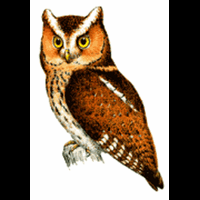tips-memelihara-burung-hantu-celepuk-javan-scops-owl