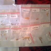 ayo-bertanam-cabe---hot--eksotis