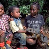 wah-ada-kodok-raksasa-makanannya-ular-dan-tikus