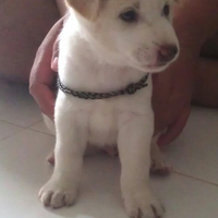 anjing-kampung-mongrel-mix-breed-campuran-silangan-lover039s---part-2