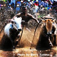 jangan-ngaku-ke-minang-kalau-belum-nonton-pacu-jawi