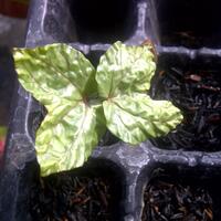 yang-suka-morning-glory-gabung-yuk