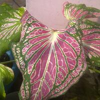 caladiumtanaman-keladi