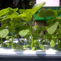 vegetable-lovers---official-thread---part-2