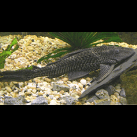 masih-geli-pelihara-ikan-yang-satu-ini