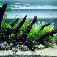 aquascape-for-everybody-learning-and-sharing