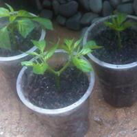 ayo-bertanam-cabe---hot--eksotis