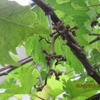 sharengomongin-apapun-ttg-tanaman-pohon-anggur-yuk