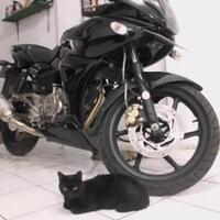 mengapa-kucing-hitam-menjadi-simbol-horror