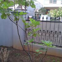 pohon-tin-pohon-ara-buah-tinbuah-ara-untuk-cancer-dan-collesterol-tinggi---part-2